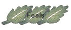 Foals