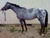 2011cowboyupdatepicksmall.jpg (33454 bytes)