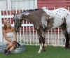 Shadow2011updatepicture.jpg (27397 bytes)
