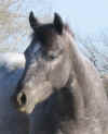 4-13-07Ruby1headshot.jpg (89656 bytes)