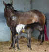 Darla-Foalweb.JPG (35848 bytes)