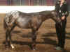 Pomona_NWRegional cowboy.jpg (662499 bytes)