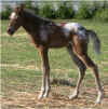 bearpawsflyingglitter07filly.jpg (49273 bytes)