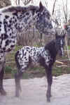 catscayennecolt1web.JPG (32059 bytes)