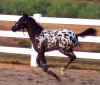 dash pictures.jpg (413678 bytes)