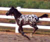 dash pictures.jpg (24645 bytes)