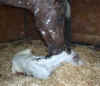 lullaby08filly1small.jpg (24770 bytes)