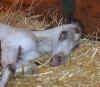 lullaby08fillynapheadsmall.jpg (25824 bytes)