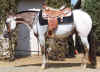 rustee2yosaddle2.jpg (515893 bytes)