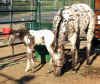 shadowbunny1week2small.jpg (38342 bytes)