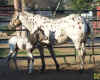 shadowbunny1week4small.jpg (34445 bytes)