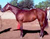 siennayearlingshowpic.jpg (33456 bytes)