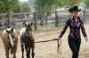 jagger-copper-stacyleading2012futurity.jpg (50316 bytes)
