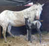 queen2010filly.jpg (140795 bytes)