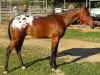 rockyyearlingrside3small.JPG (58568 bytes)
