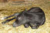 sablenewbornsnooze2small.JPG (51905 bytes)